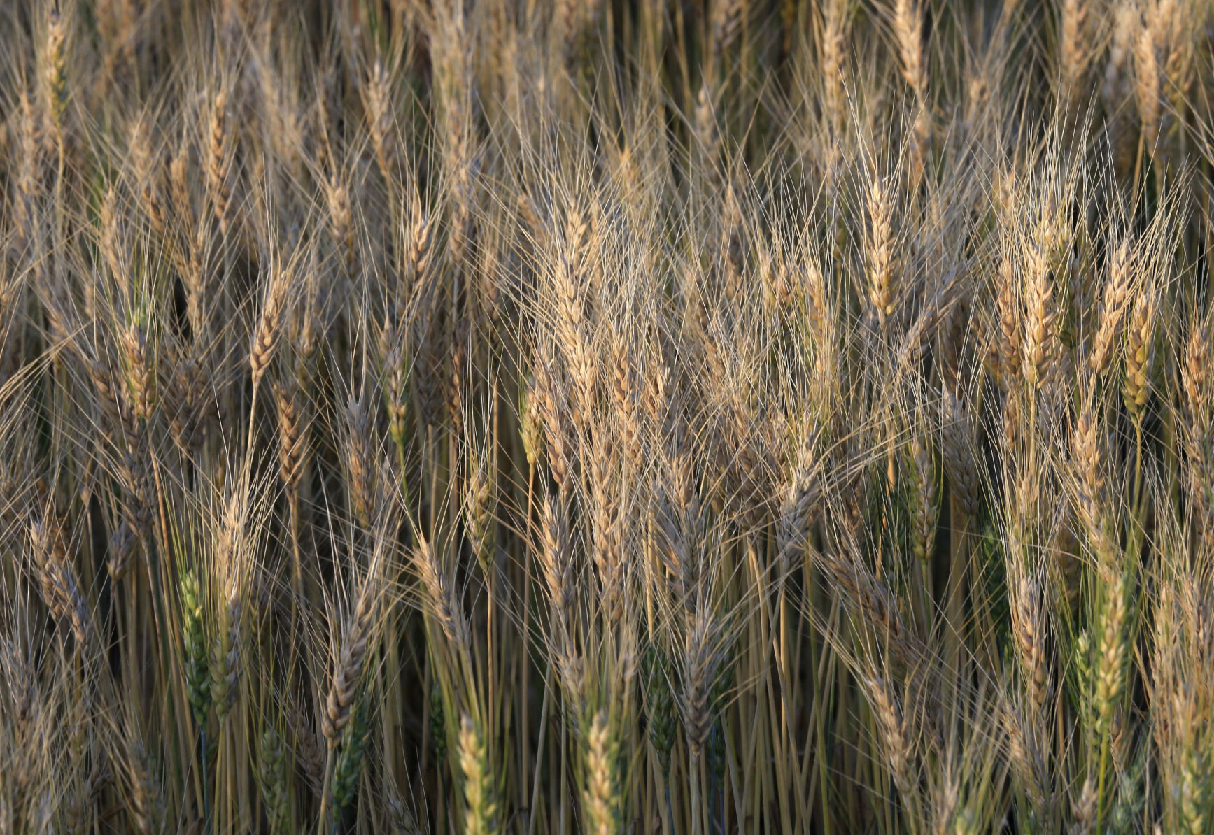Wheat: $9,473,350,000
